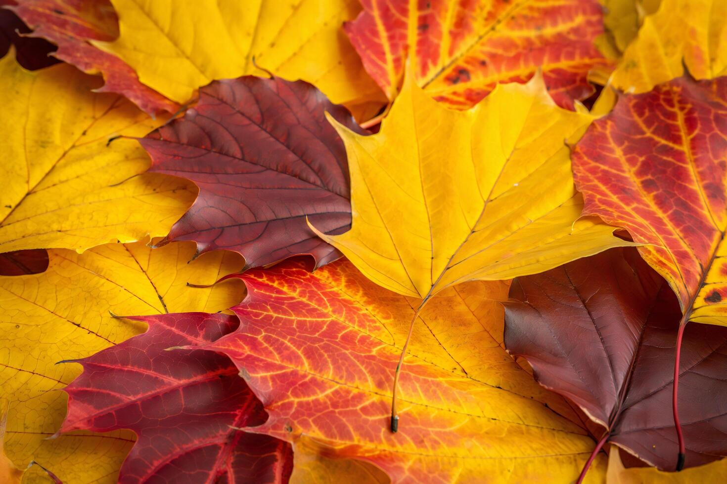 Nature Background Vibrant Autumn Leaves Background Golden Red and Burgundy Maple Foliage Texture photo