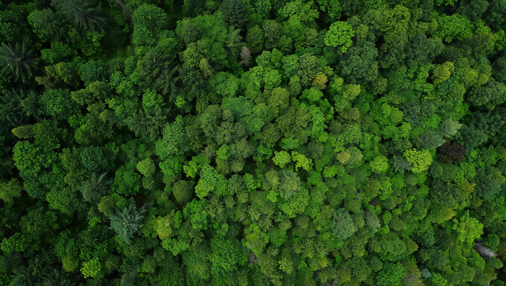 Nature Background Lush Green Forest Canopy Aerial View of Dense Woodland Nature Trees photo
