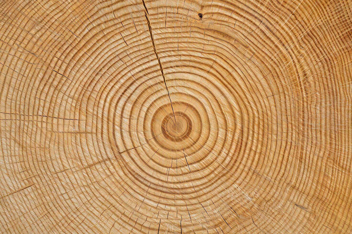 Nature Background Detailed Close up of Light Brown Wood Cross Section Showing Growth Rings and Texture photo