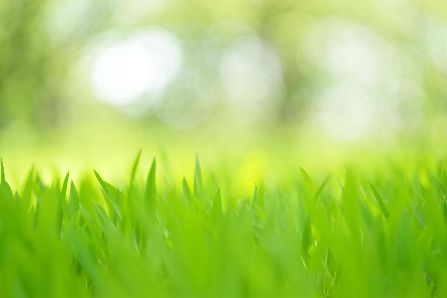 Nature Background Vibrant Green Grass Blades Close Up Soft Focus Nature Background Spring Meadow photo