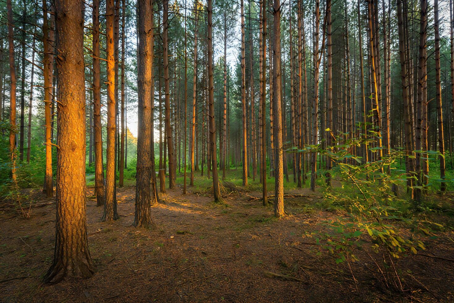 Nature Background Golden Hour Sunlight Filtering Through Dense Pine Forest Trees photo