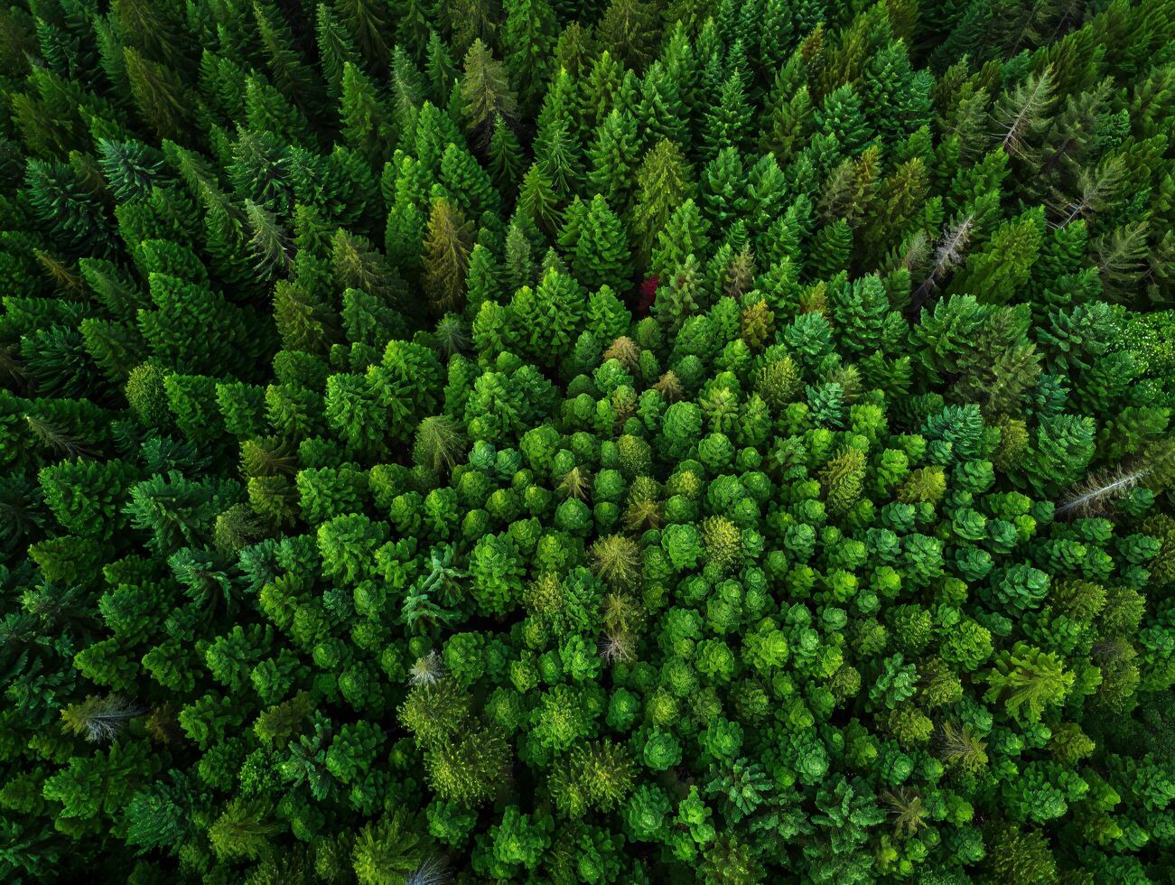 Nature Background Lush Aerial View of Evergreen Coniferous Forest Dense Treetops Nature Background photo
