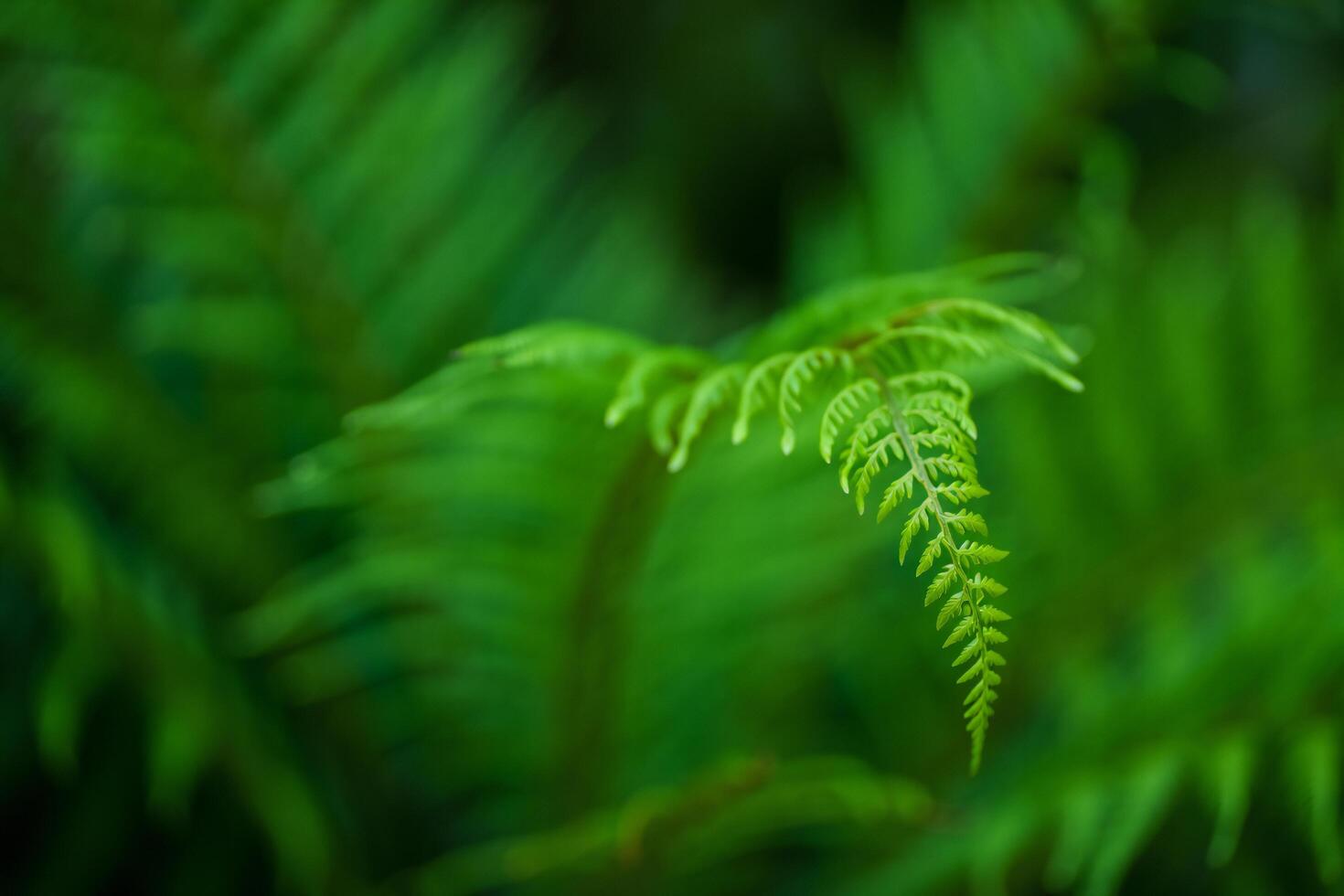 Nature Background Lush Green Fern Frond Close Up Vibrant Nature Photography Detailed Leaf Texture photo