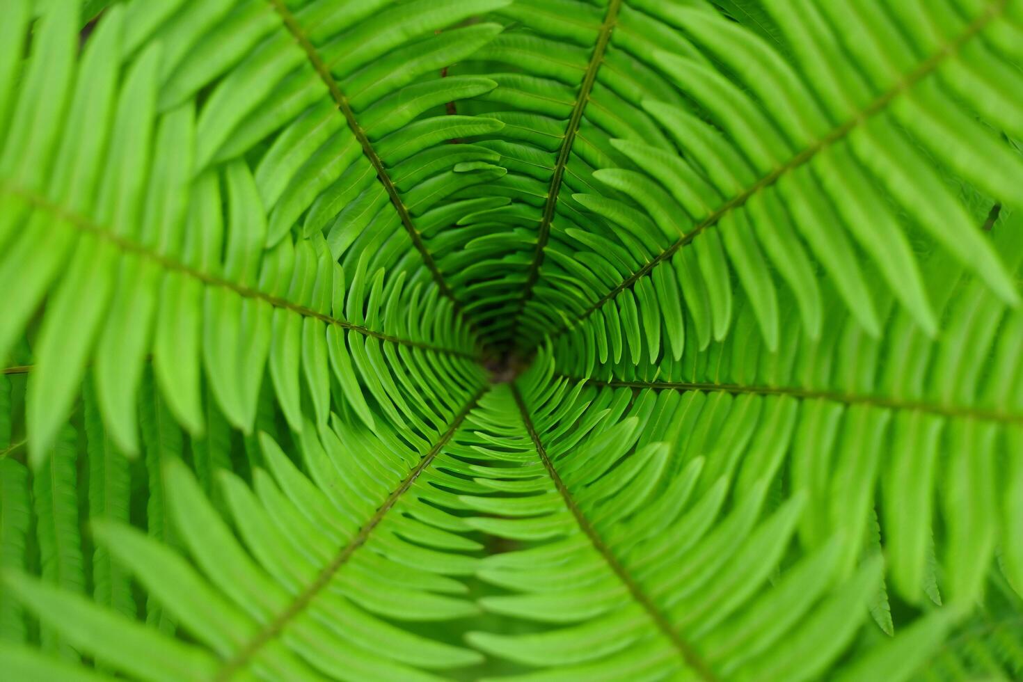 Nature Background Vibrant Green Fern Fronds Forming a Natural Spiral Pattern Lush Foliage Texture photo