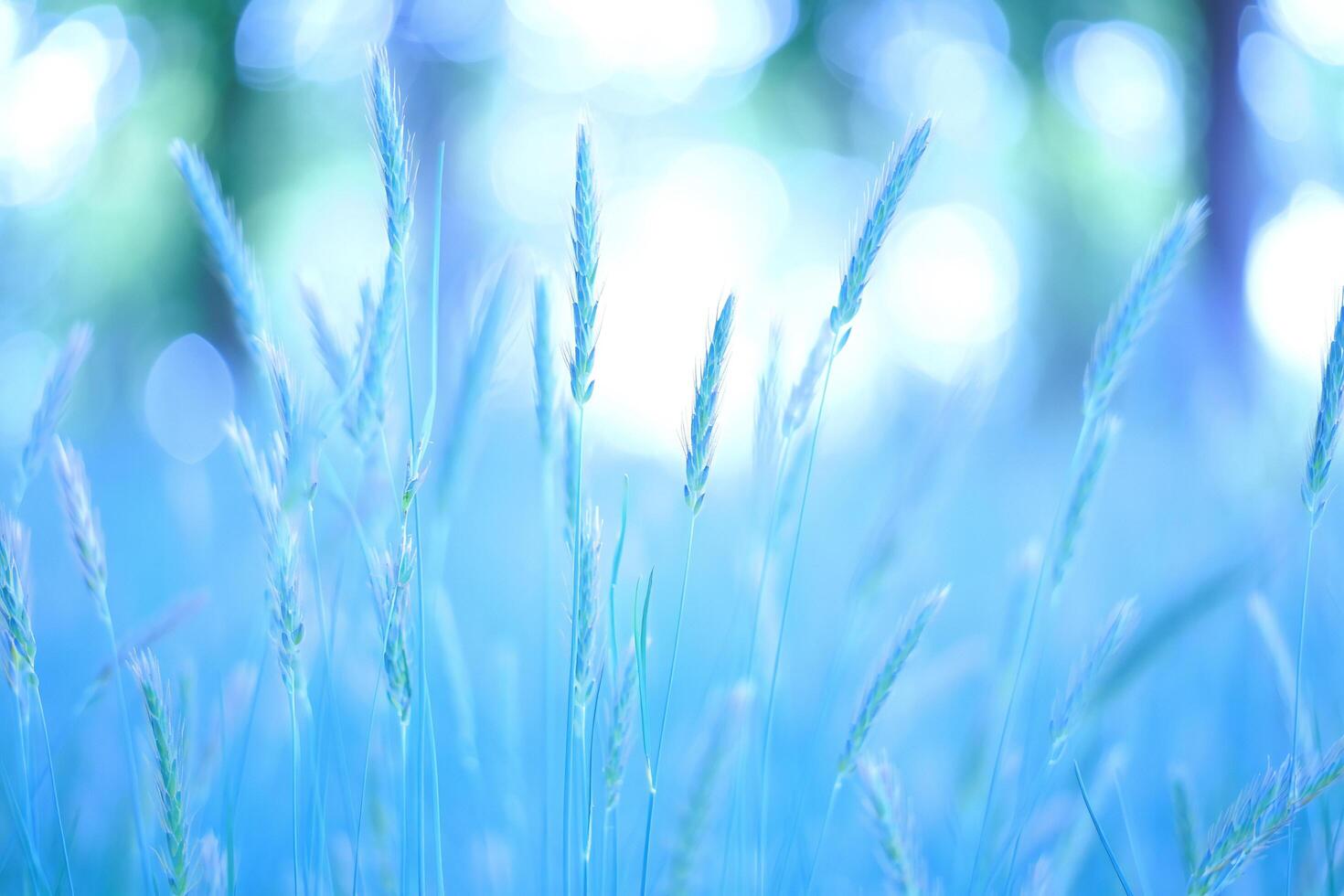 Nature Background Serene Blue Grass Field Nature Background Peaceful Summer Meadow Soft Light Abstract photo