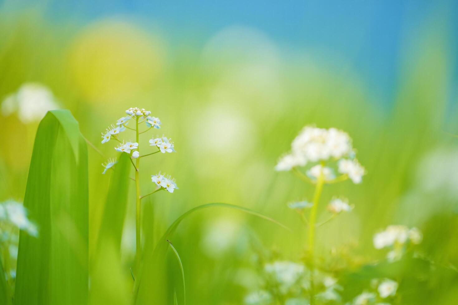 Nature Background Serene Spring Meadow Delicate White Flowers in Lush Floral Green Grass photo