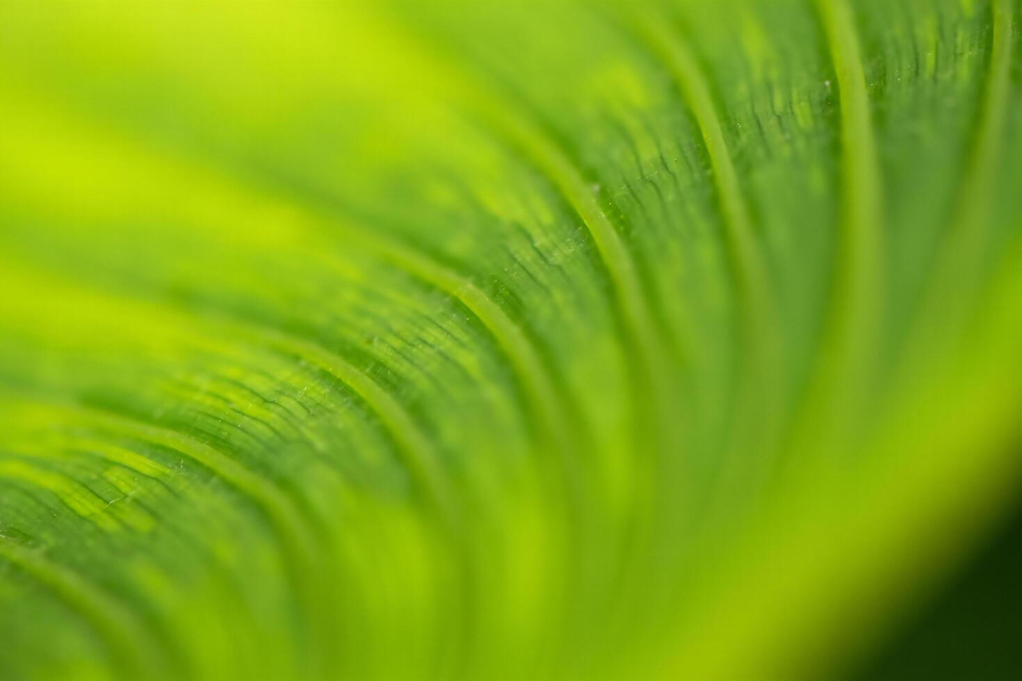 Nature Background Vibrant Green Leaf Texture Close up Macro Photography of Lush Foliage Nature Background photo