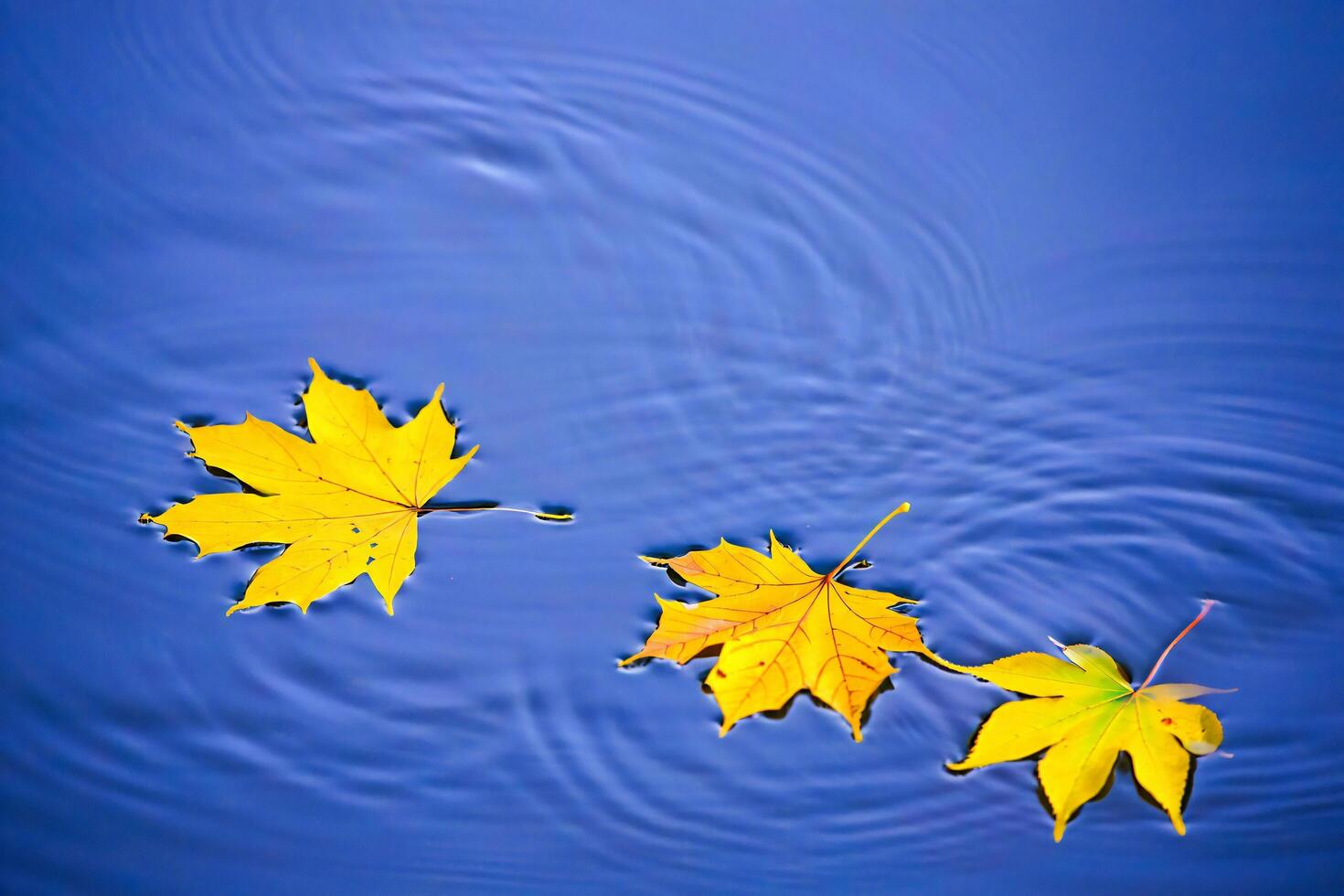 Nature Background Three Golden Autumn Maple Leaves Floating on Calm Blue Water Surface photo