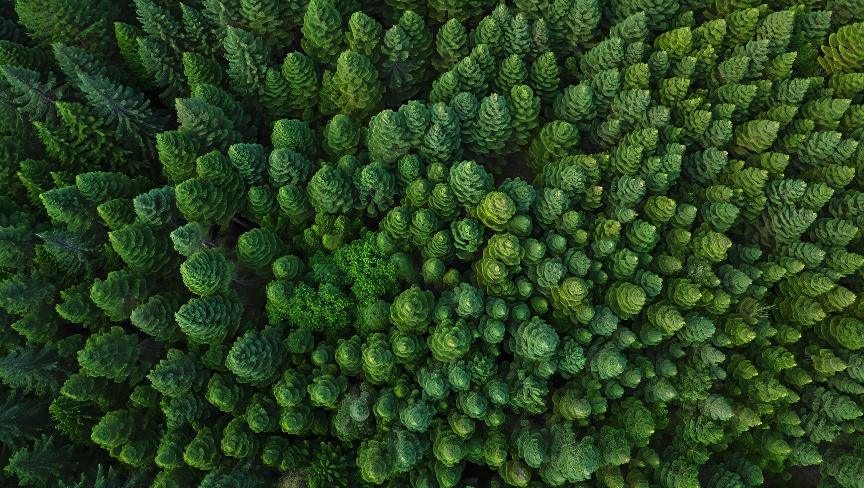 Nature Background Aerial View of Lush Evergreen Forest Dense Coniferous Trees Nature Background photo