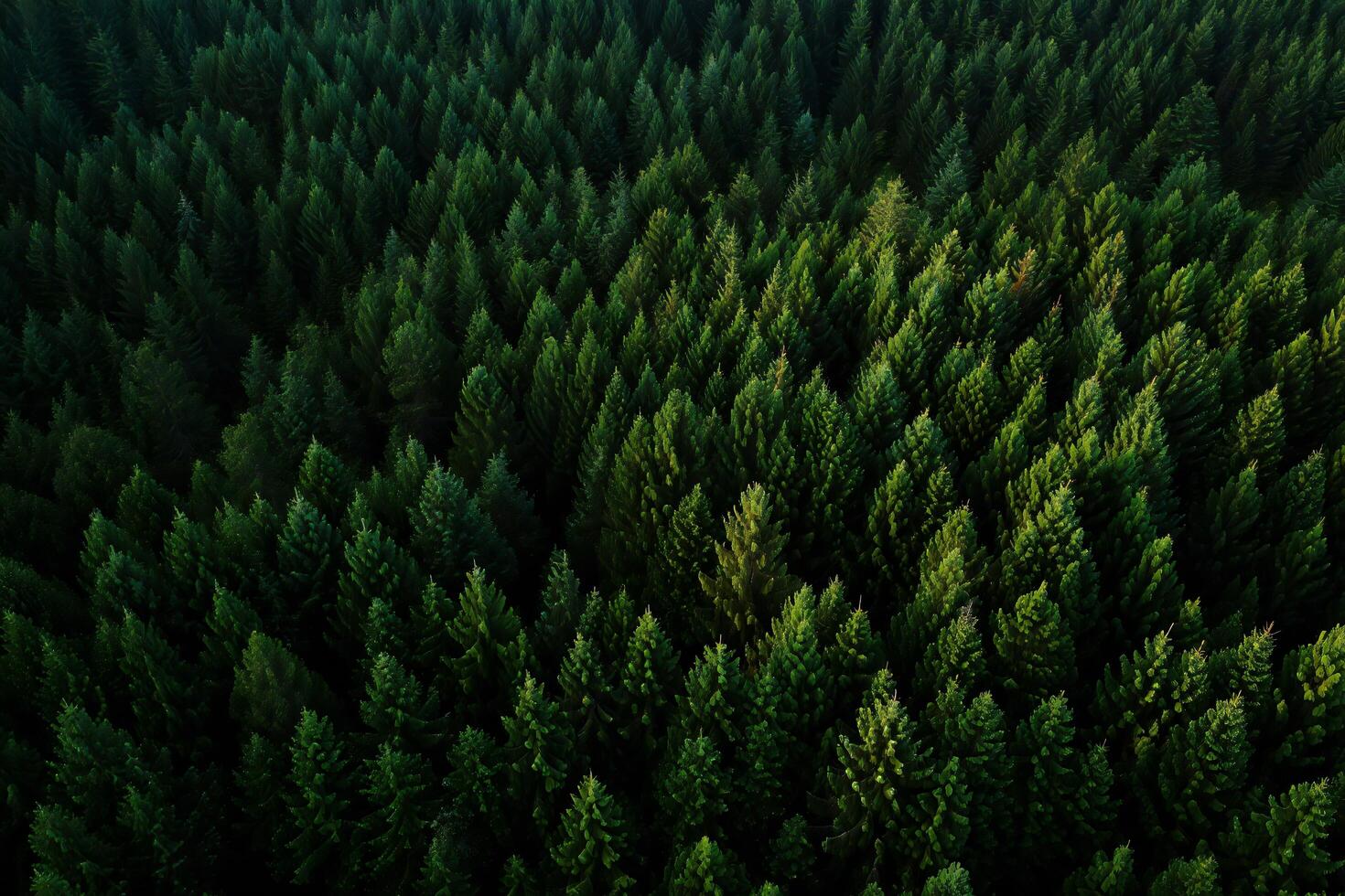 Nature Background Aerial View of Lush Evergreen Coniferous Forest Dense Pine Trees Canopy Nature Background photo