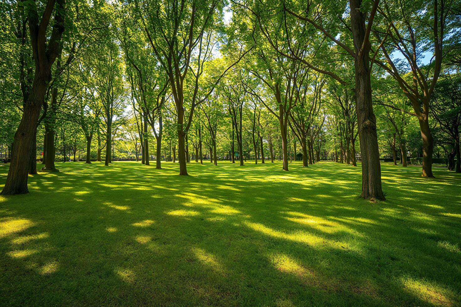 Nature Background Sun dappled Green Park with Lush Grass and Tall Trees Tranquil Nature Scene photo