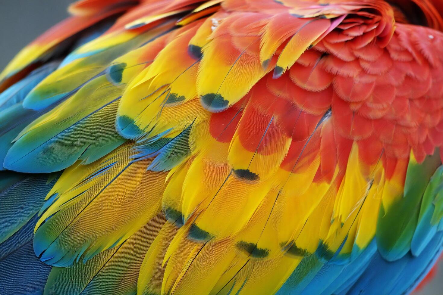 Nature Background Vibrant Macaw Feathers Close up Colorful Parrot Plumage Texture Background photo