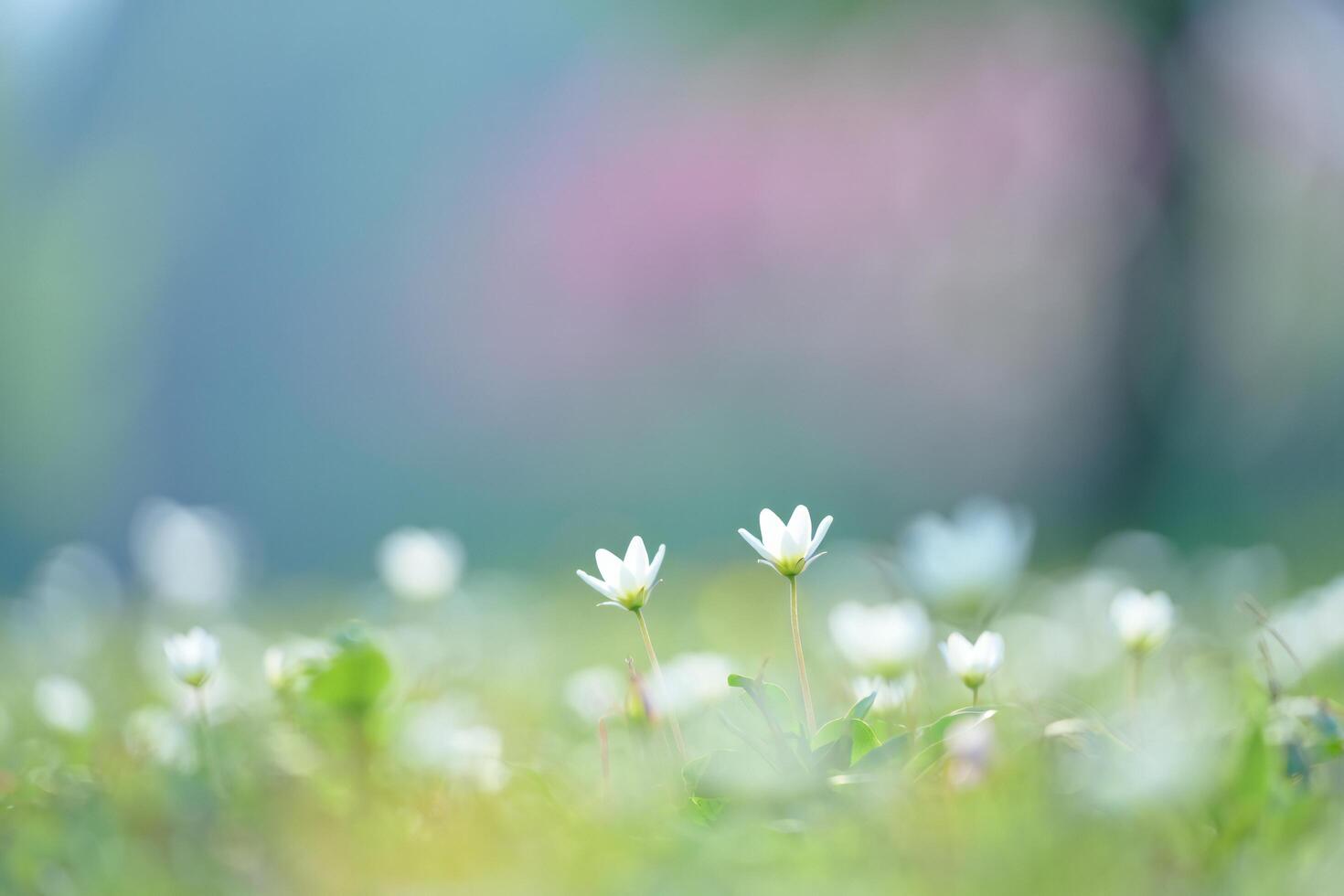 Nature Background Serene Spring Meadow Delicate White Flowers in Soft Focus Nature Background photo