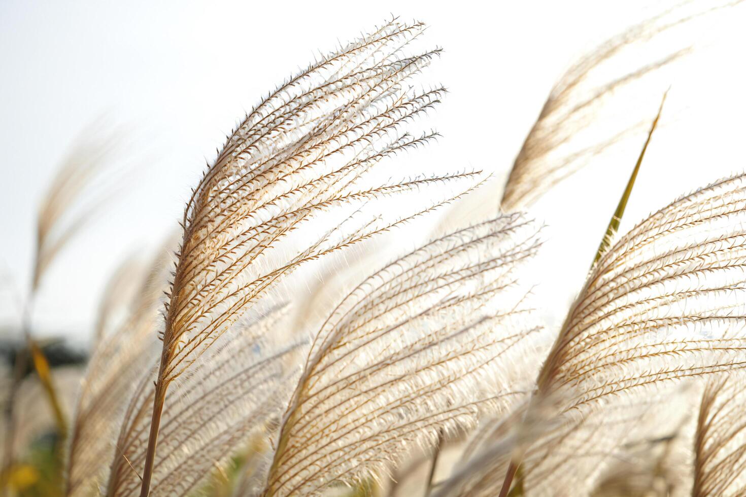 Nature Background Pampas Grass in the Wind Soft Feathery Autumnal Meadow Scene photo