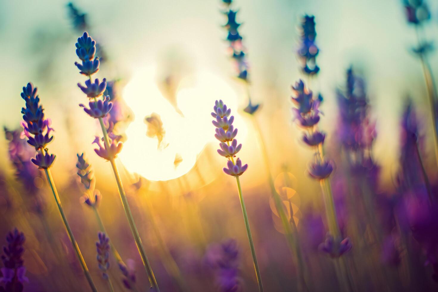 Nature Background Serene Lavender Field at Sunset Vibrant Purple Flowers Golden Hour Light photo