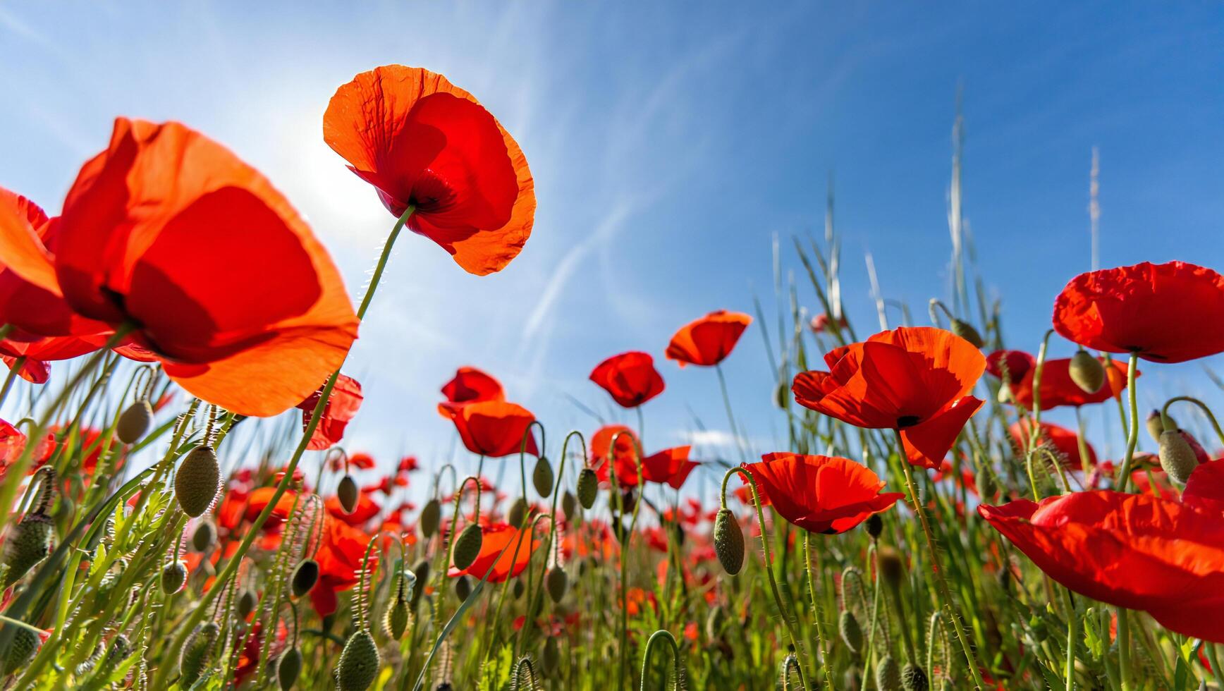 Nature Background Vibrant Red Poppies Blooming in a Sunny Field Close Up View of Flowers photo