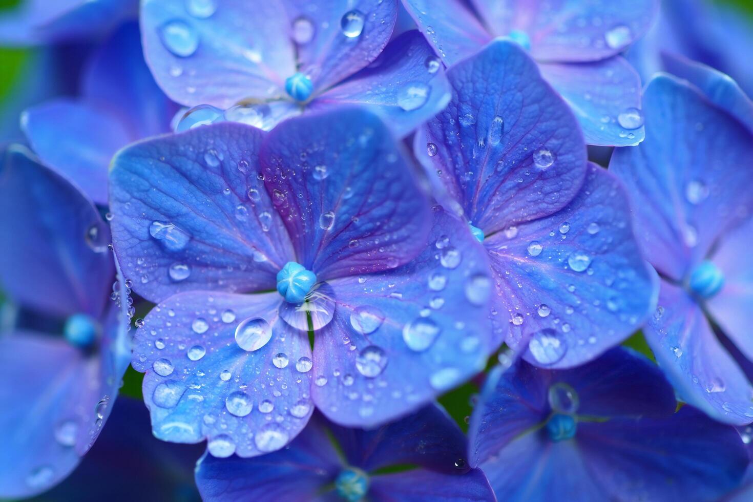 Nature Background Vibrant Blue Hydrangea Blossoms with Dew Drops Close Up Macro Photography of Nature photo