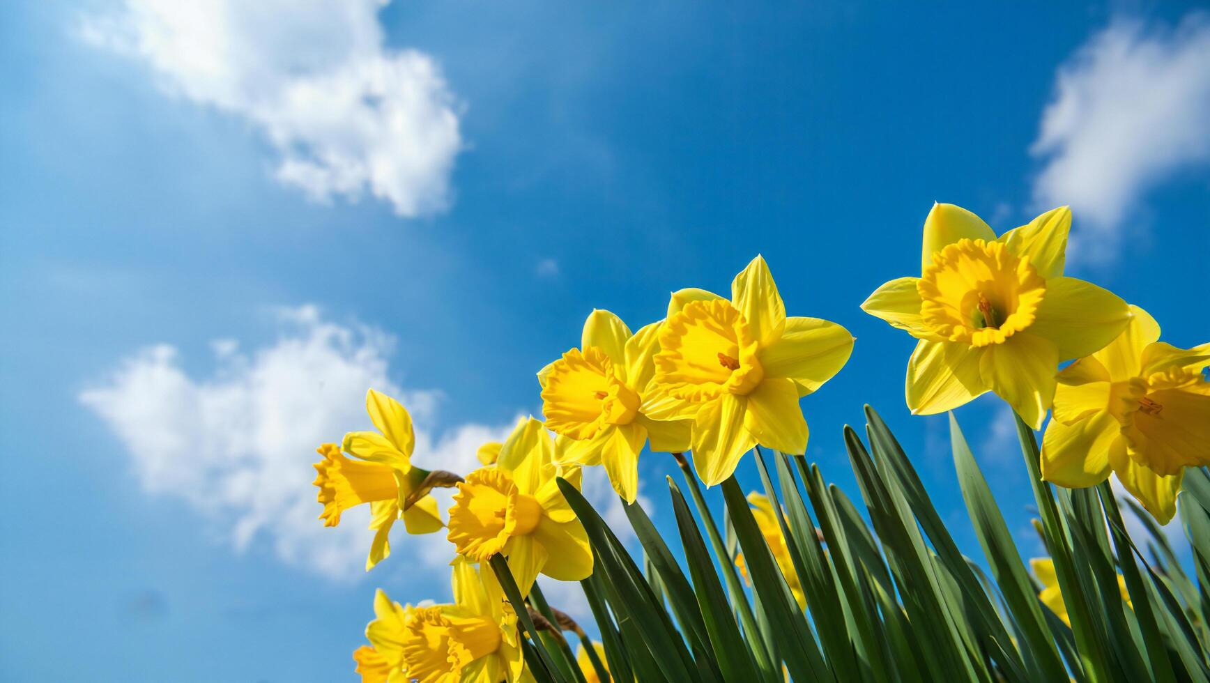 Flowers Background Vibrant Yellow Daffodils Blooming Under a Sunny Spring Sky photo