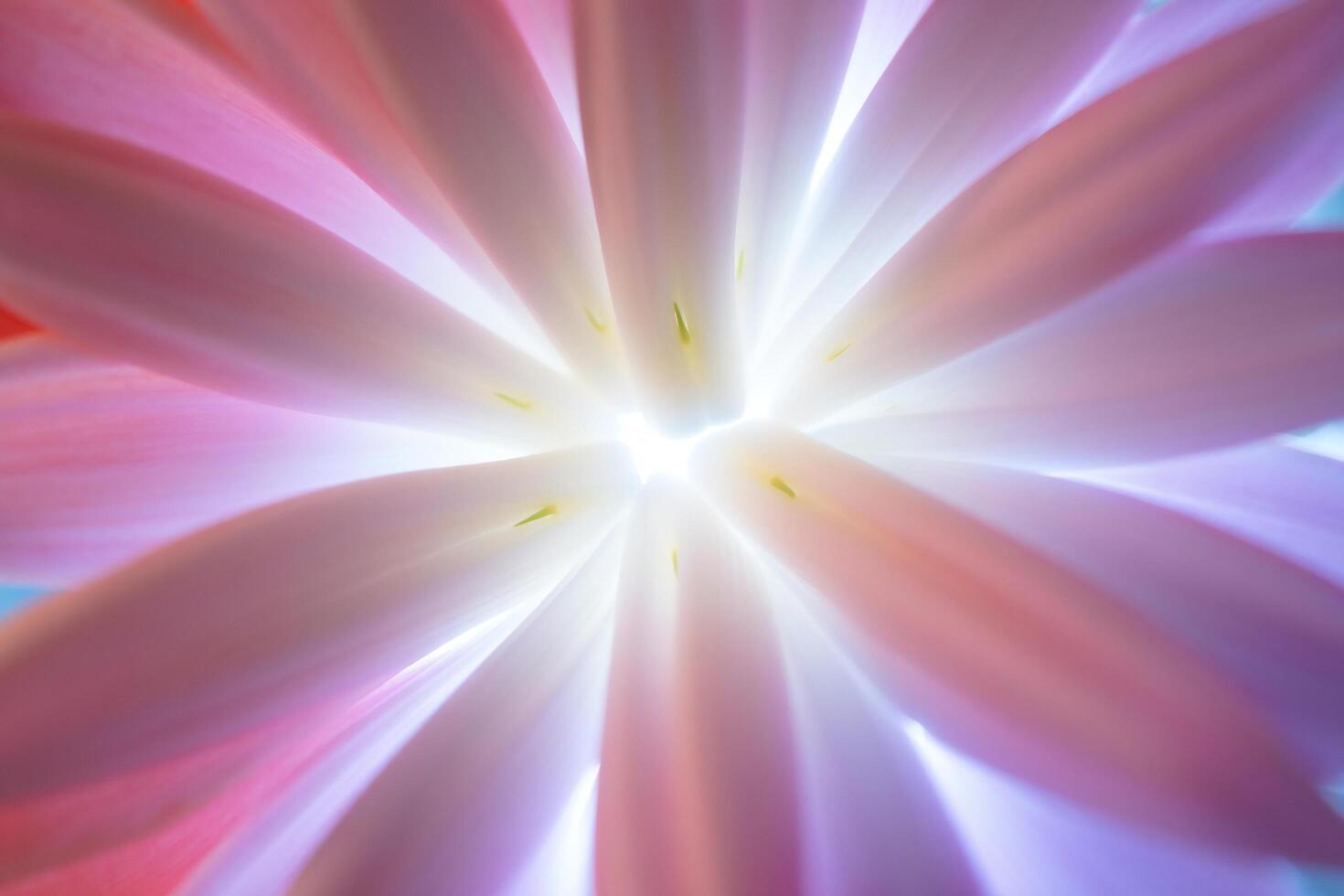 Flowers Background Abstract Pink Flower Petals Soft Light Close up Macro Photography Floral Bloom Nature Background photo