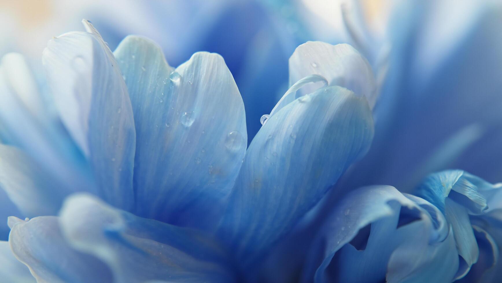 Flowers Background Close up Macro Photography of Blue Flower Petals with Water Droplets Delicate Floral Texture photo