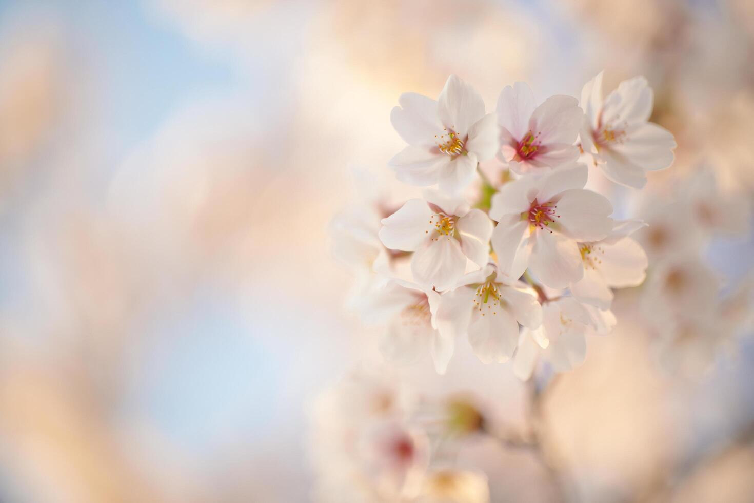 Flowers Background Delicate Pastel Pink and White Cherry Blossoms in Soft Focus Springtime Nature photo