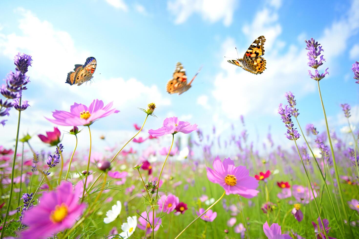Flowers Background Vibrant Spring Meadow with Butterflies and Cosmos Flowers photo