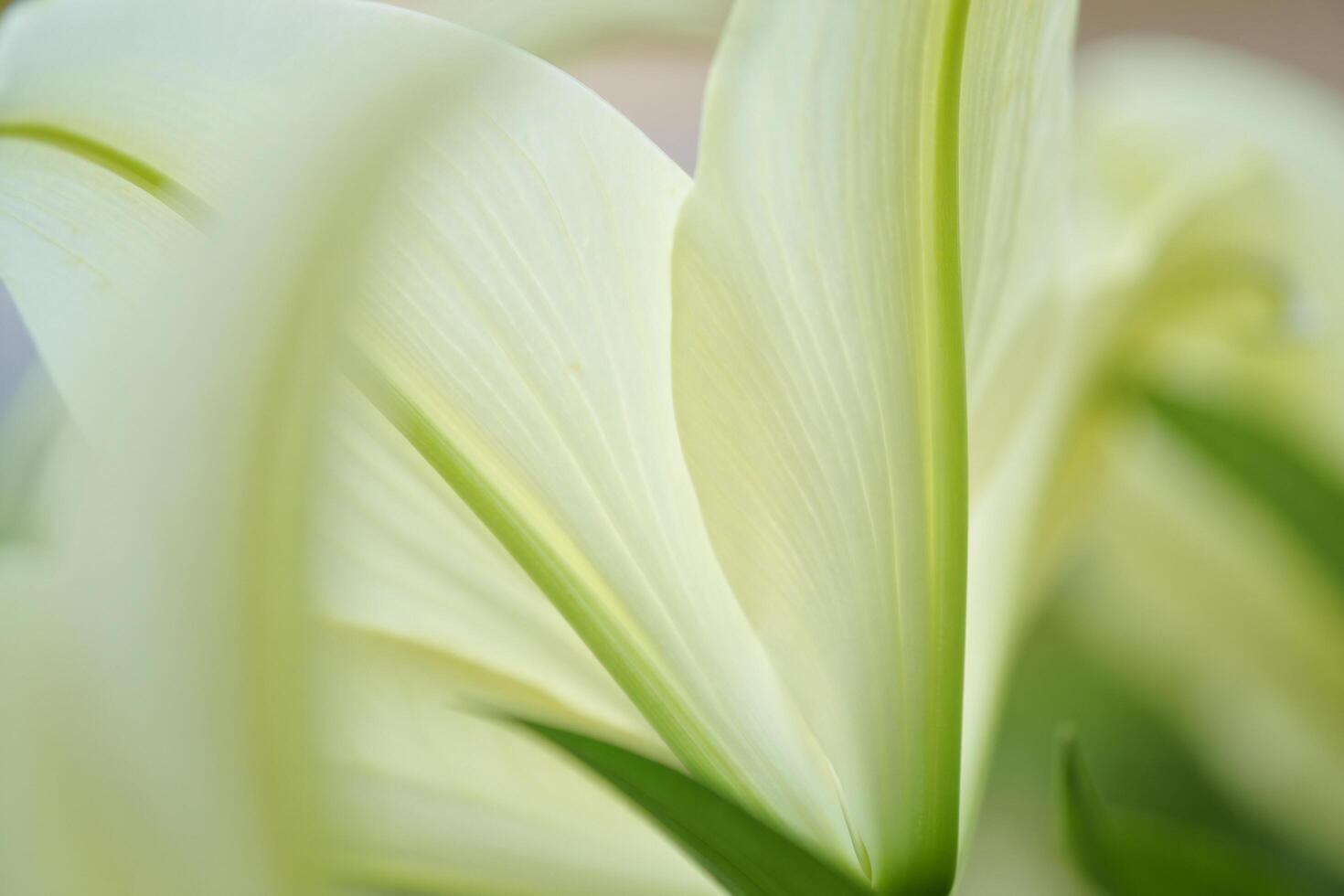Flowers Background Close up of Delicate White Lily Petals Soft Floral Texture Nature Background photo