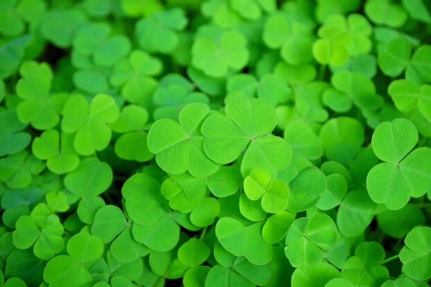 Flowers Background Lush Green Clover Leaf Background Nature Texture Spring Foliage Ireland Symbol photo