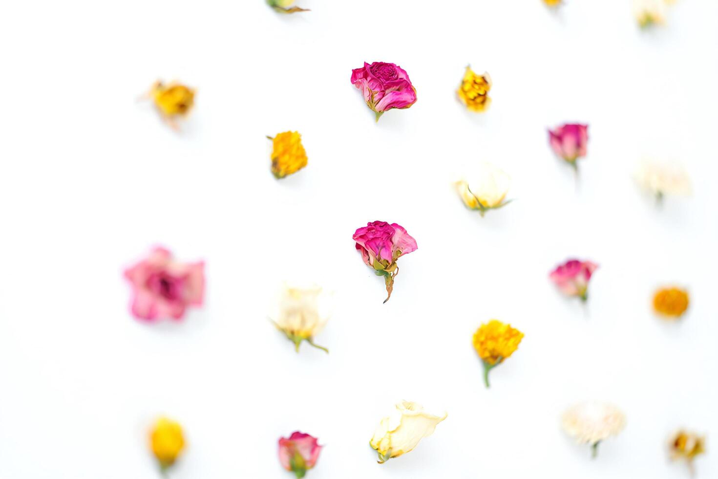 Flowers Background Delicate Dried Flower Petals Scattered on White Background Floral Pattern Botanical Texture photo