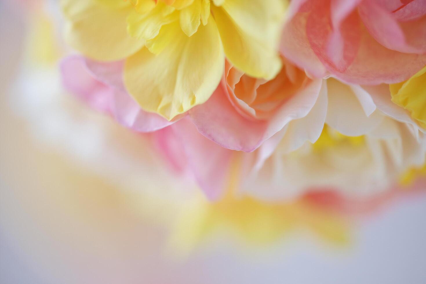 Flowers Background Pastel Pink and Yellow Daffodil Flower Close up Soft Focus Floral Background photo
