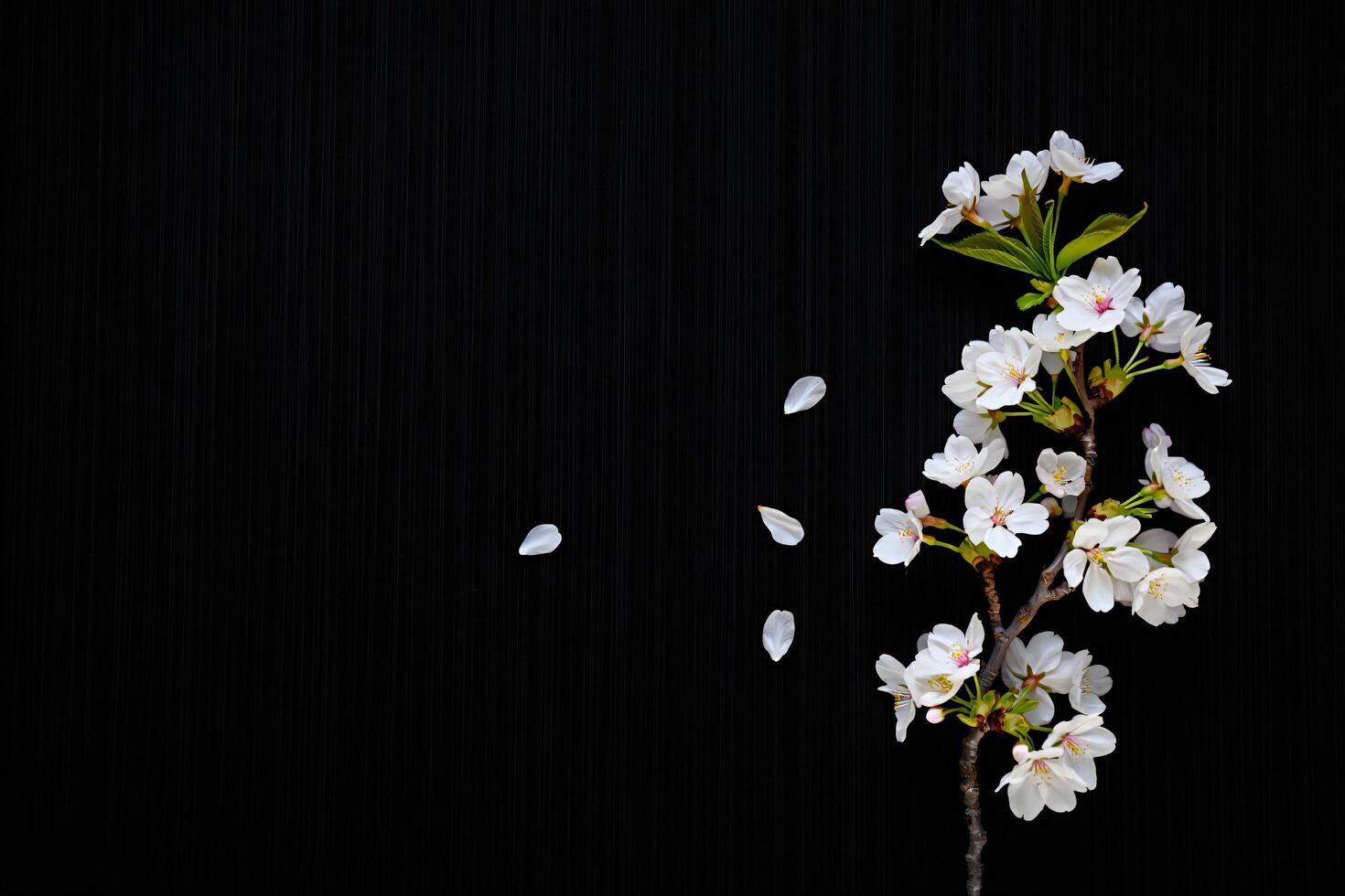 Flowers Background Elegant White Cherry Blossom Branch on Black Background Spring Floral Design Nature Photography photo