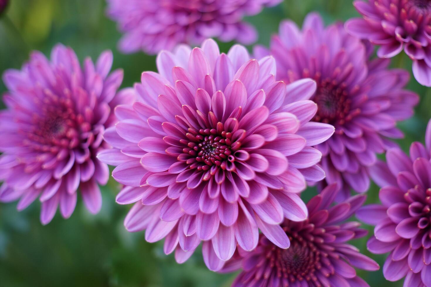 Flowers Background Vibrant Purple Chrysanthemum Flowers Close Up Blooming Autumn Garden photo