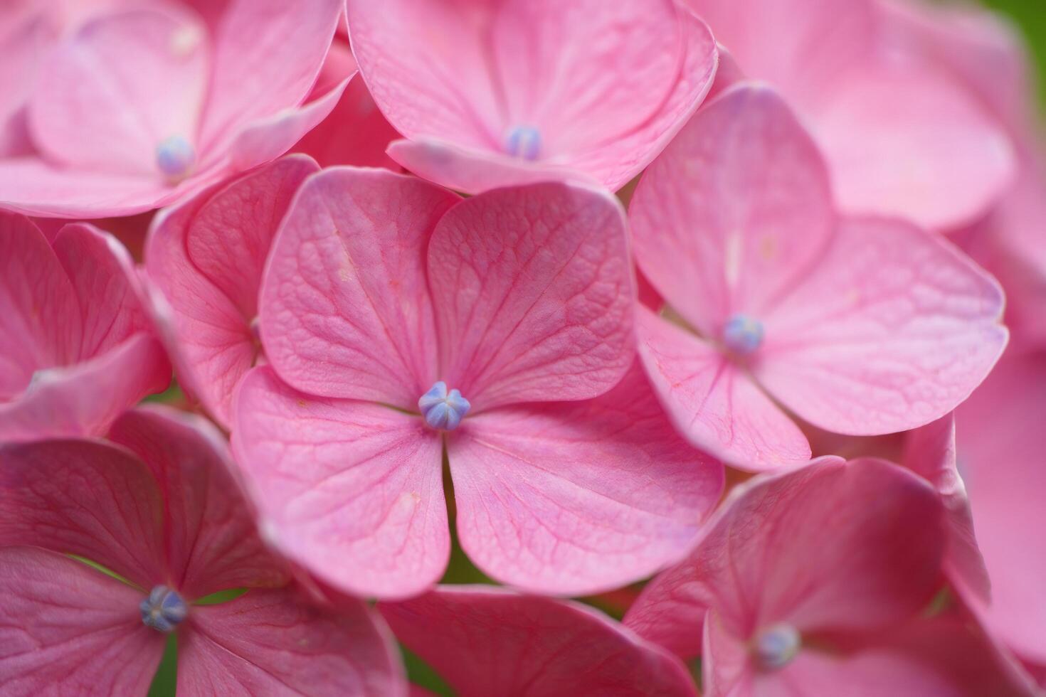 Flowers Background Close up of Delicate Pink Hydrangea Blooms Soft Petals Floral Macro Photography photo