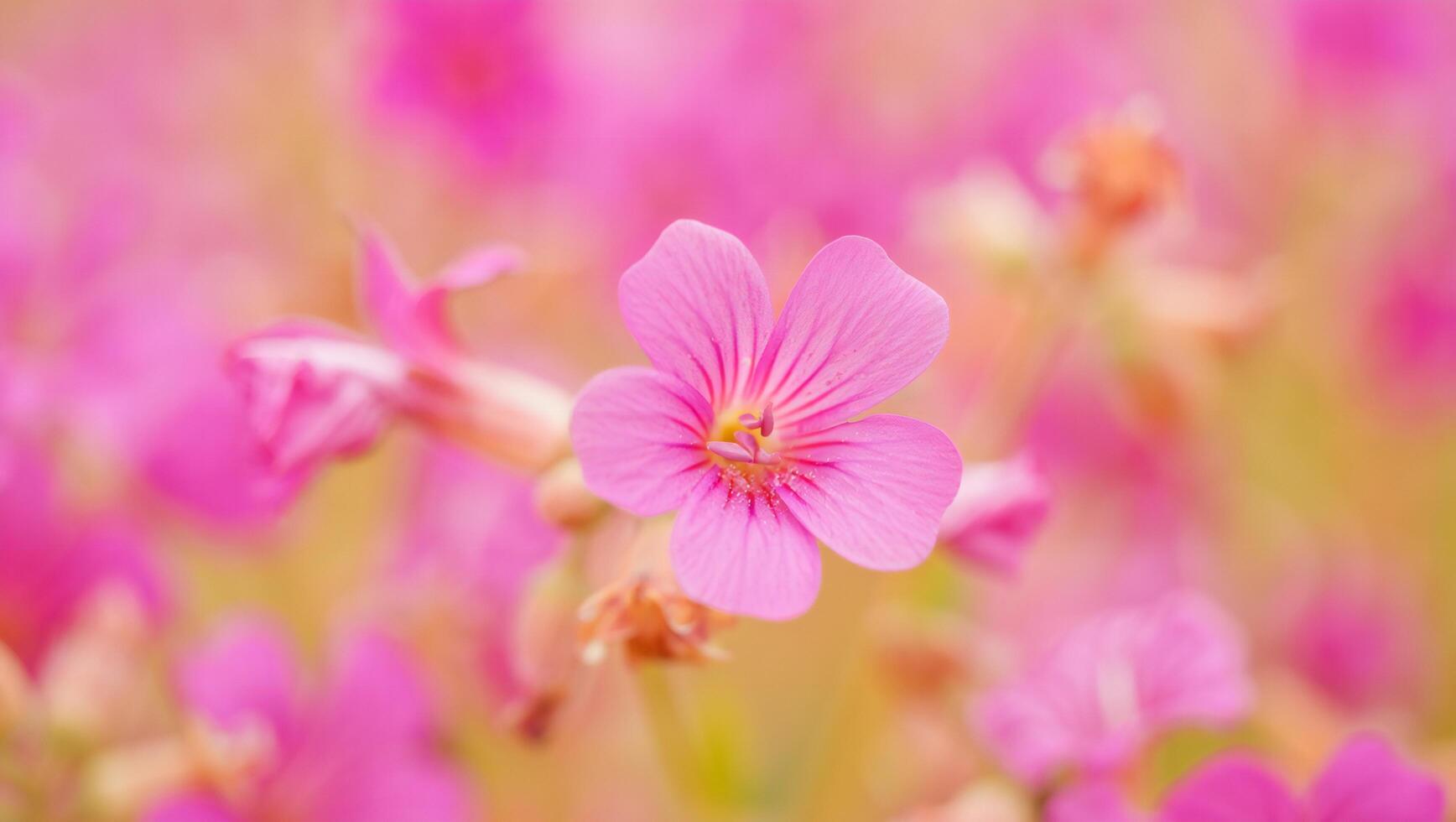 Flowers Background Delicate Pink Flower Blossom Close Up in Soft Focus Field Springtime Nature photo