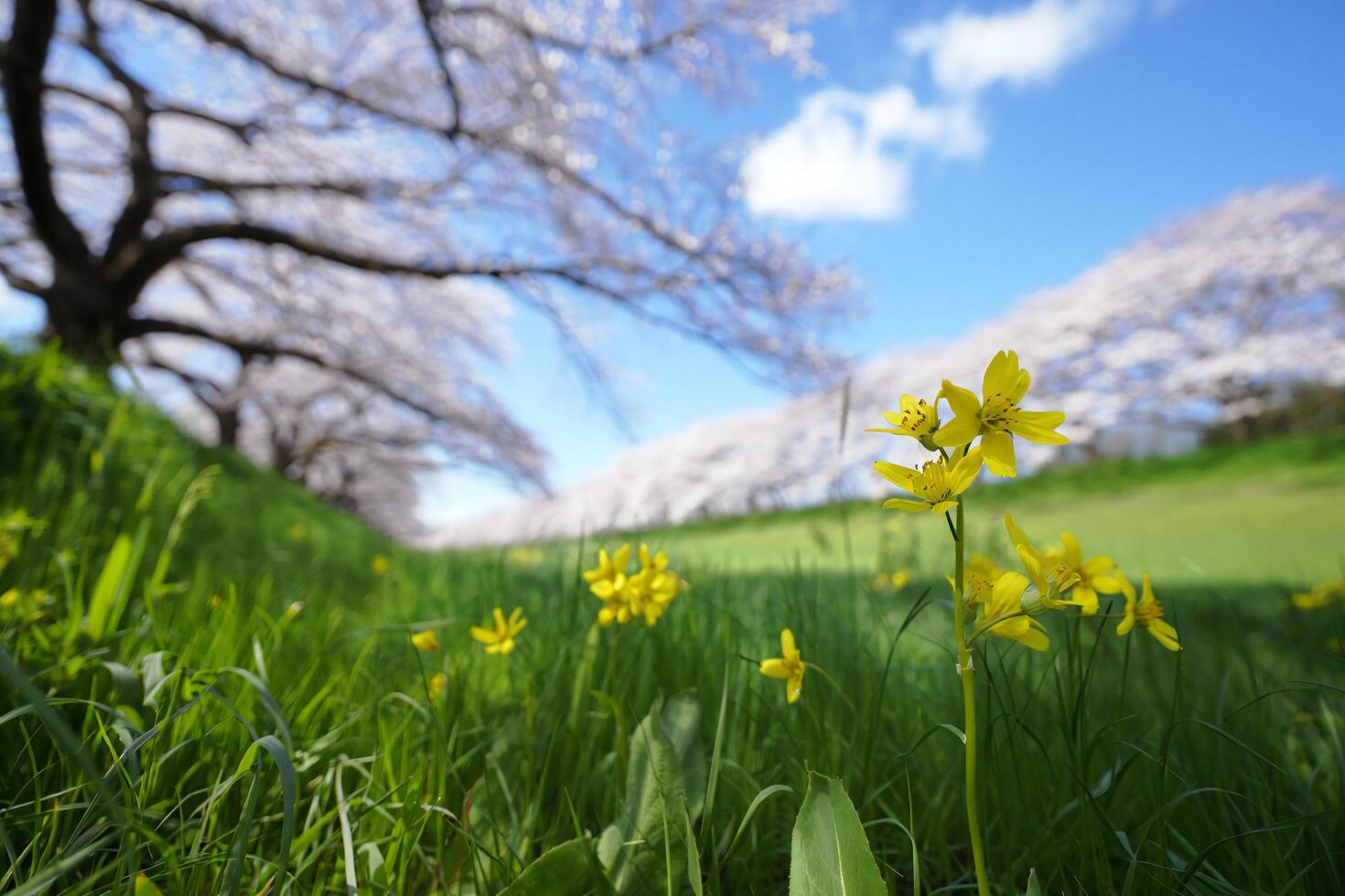 Flowers Background Vibrant Yellow Flowers Blooming in Spring Meadow with Cherry Blossoms Background photo