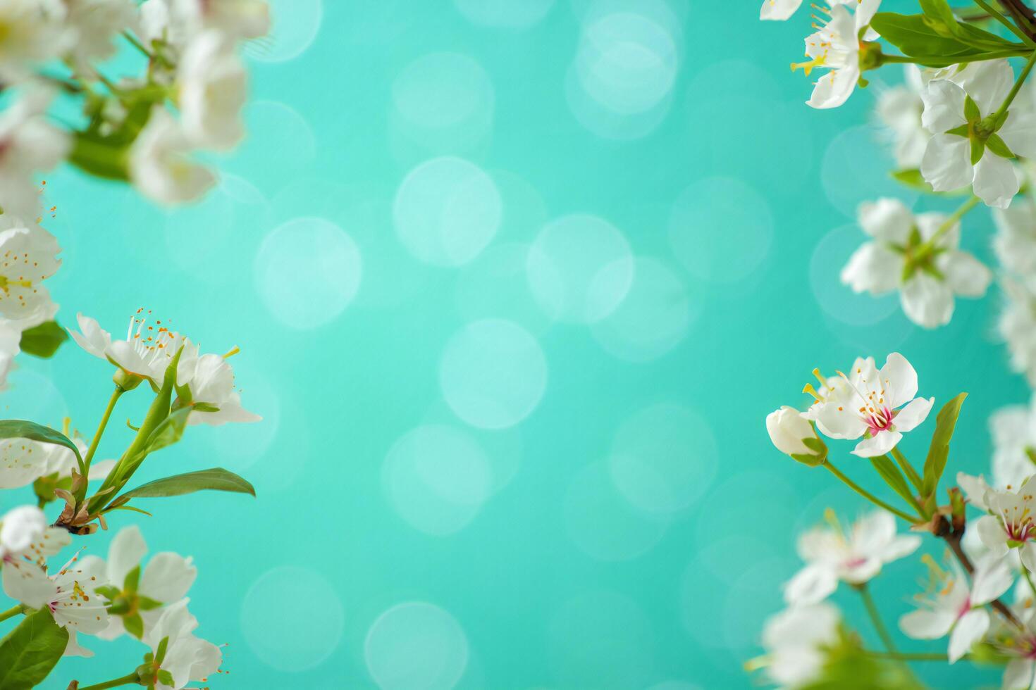 Flowers Background Delicate White Spring Blossoms on Turquoise Bokeh Background Floral Springtime Nature Scene photo