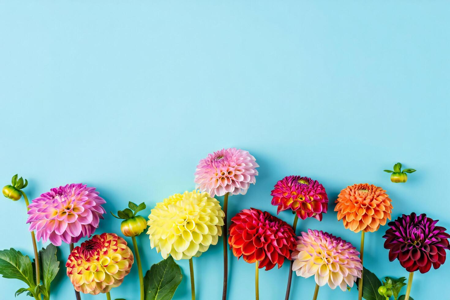 Flowers Background Vibrant Colorful Dahlia Flowers on Blue Background Floral Arrangement Summer Blooms photo