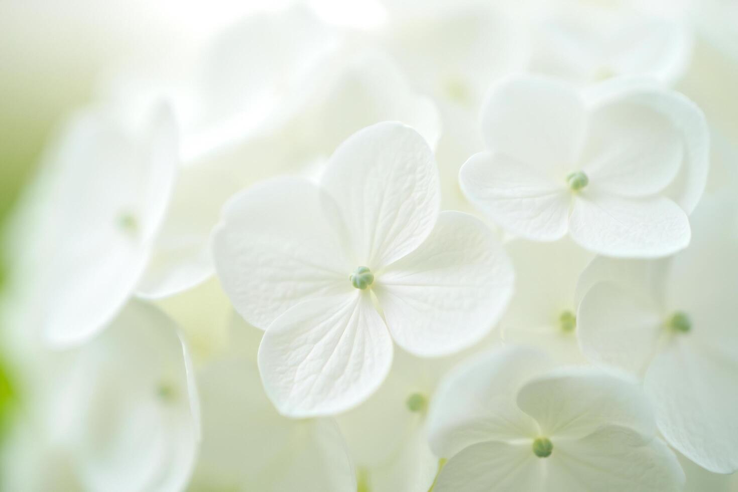 Flowers Background Delicate White Hydrangea Blossoms Soft Floral Background Close up Macro Photography photo