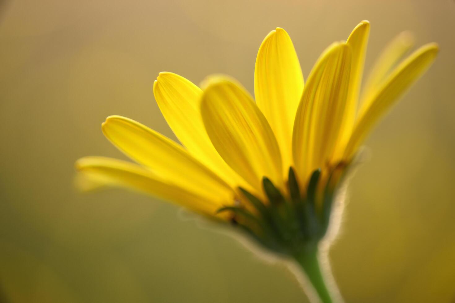 Flowers Background Vibrant Yellow Daisy Flower Close Up Petals Nature Photography Floral Macro photo