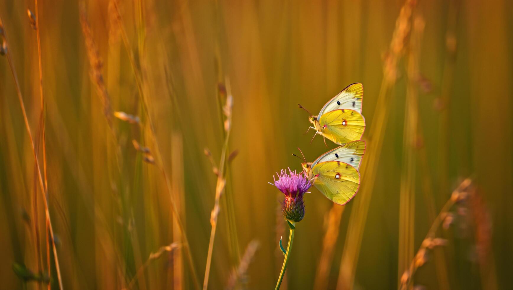 Flowers Background Two Yellow Butterflies on Purple Thistle Flower in Golden Grassland at Sunset photo