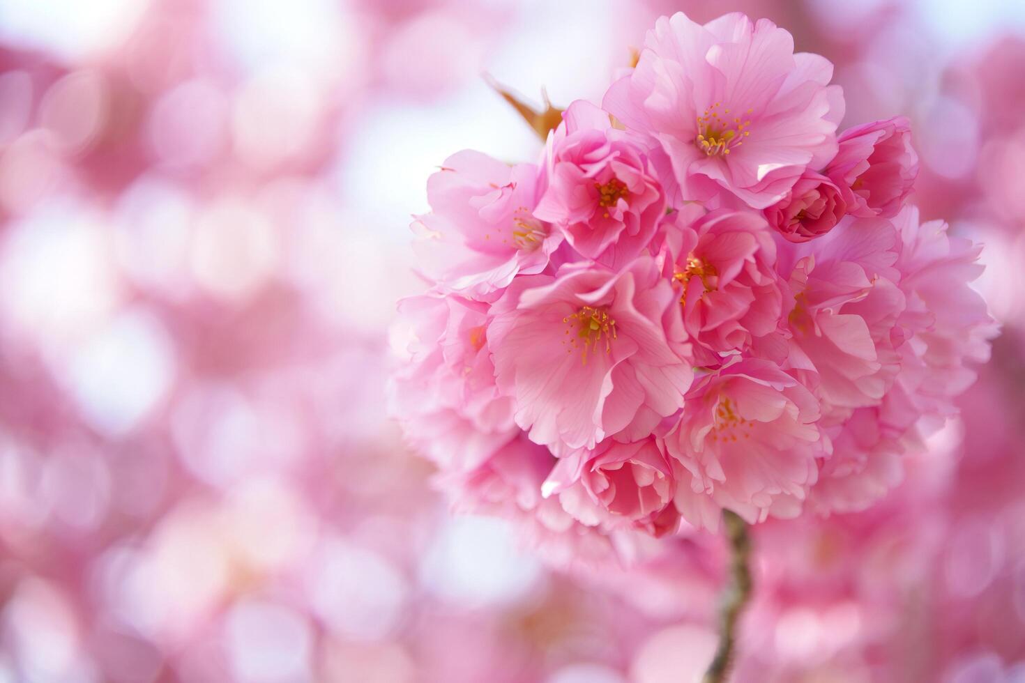 Flowers Background Delicate Pink Cherry Blossoms Cluster Close Up Spring Floral Photography photo