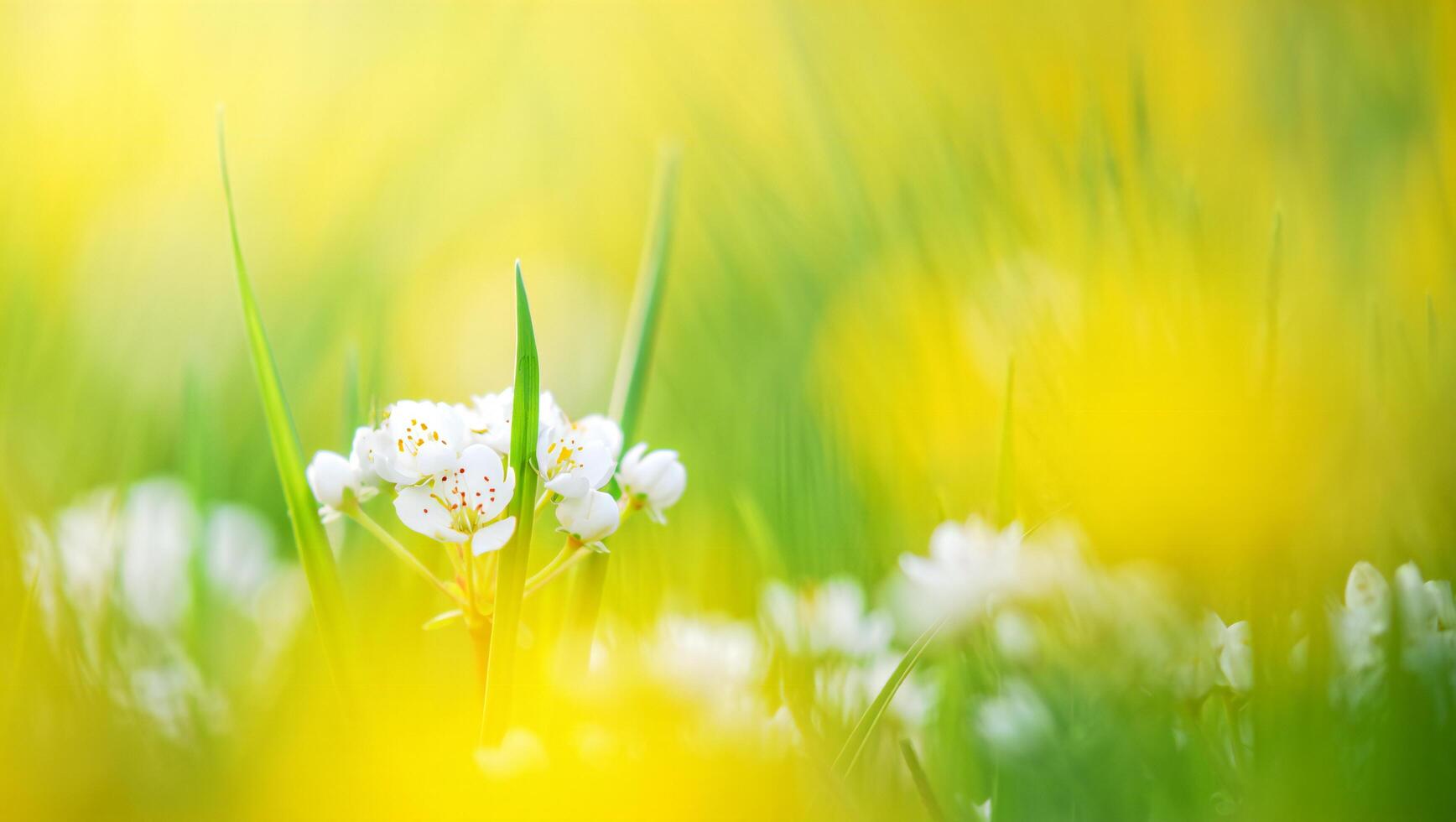 Flowers Background Vibrant Spring Meadow Delicate White Flowers in Sunny Yellow Green Grass photo