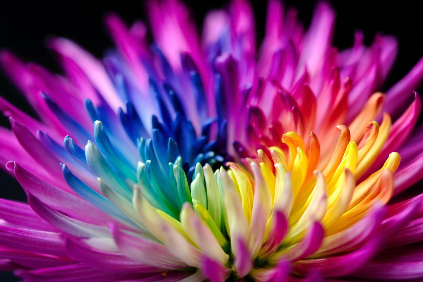 Flowers Background Vibrant Rainbow Chrysanthemum Flower Close Up Macro Photography photo
