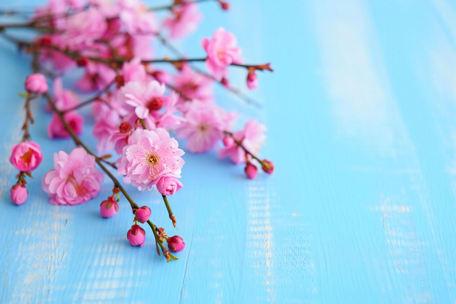 Flowers Background Delicate Pink Spring Blossoms on Rustic Light Blue Wooden Background photo