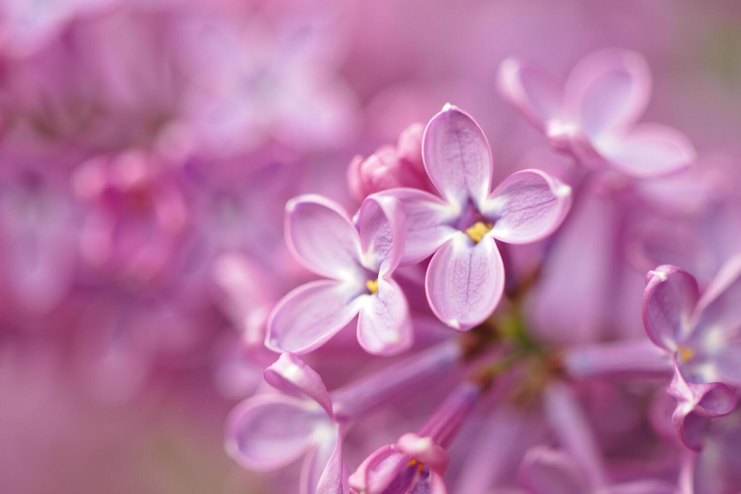 Flowers Background Close up of Delicate Light Purple Lilac Blossoms Spring Floral Background photo