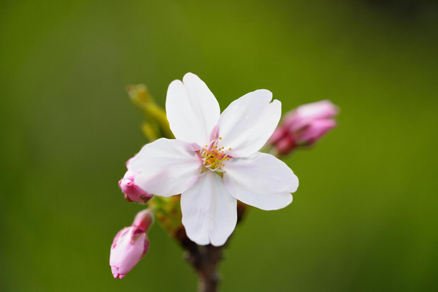 Flowers Background Close up of Delicate White Cherry Blossom Flower with Buds Spring Bloom Macro Photography photo