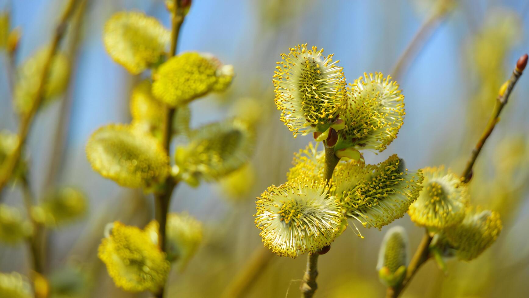 Flowers Background Springtime Willow Blossoms Yellow Flowers Nature Macro Photography photo