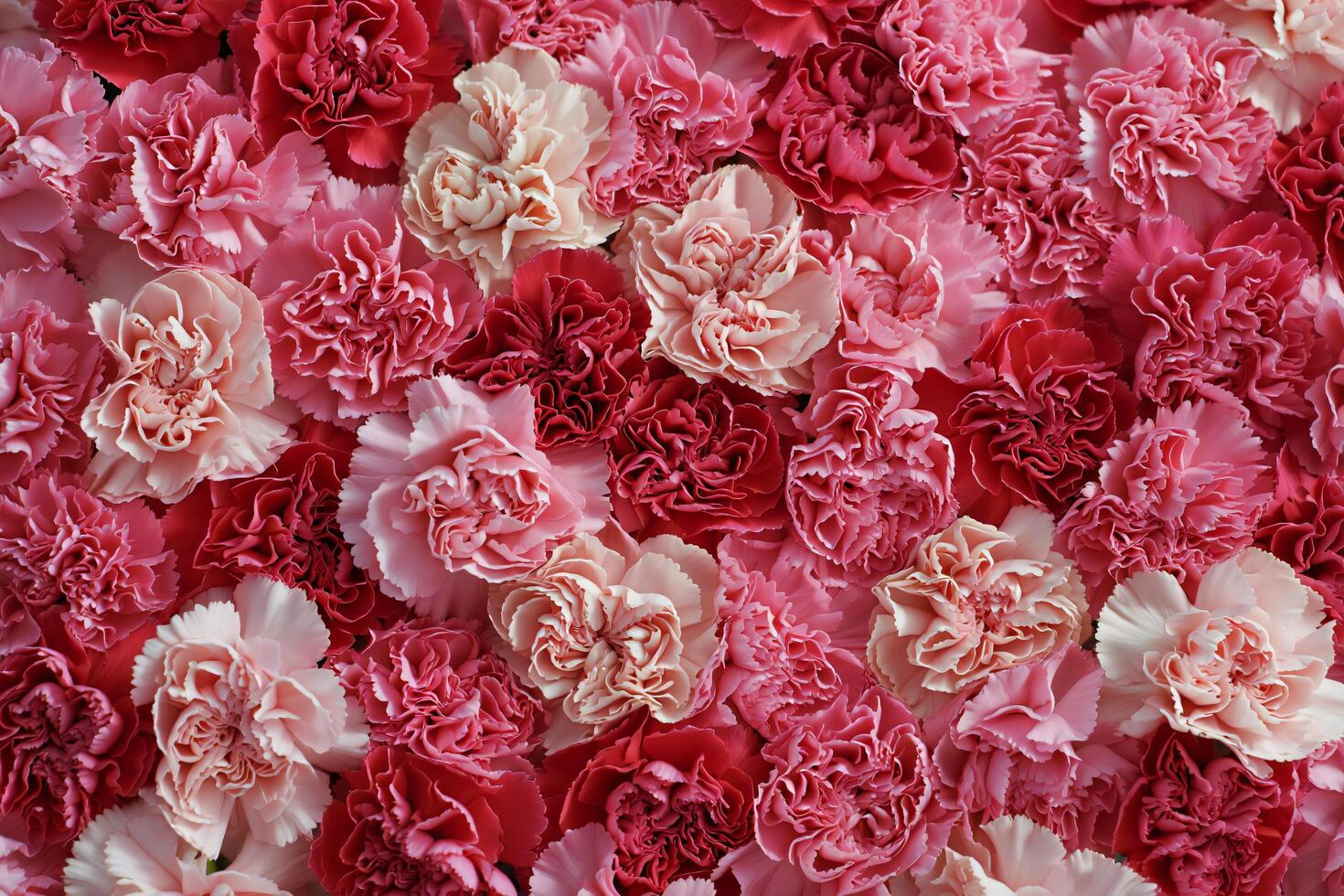 Flowers Background Vibrant Pink and Red Carnation Flower Background Texture Floral Closeup Blossom Pattern photo