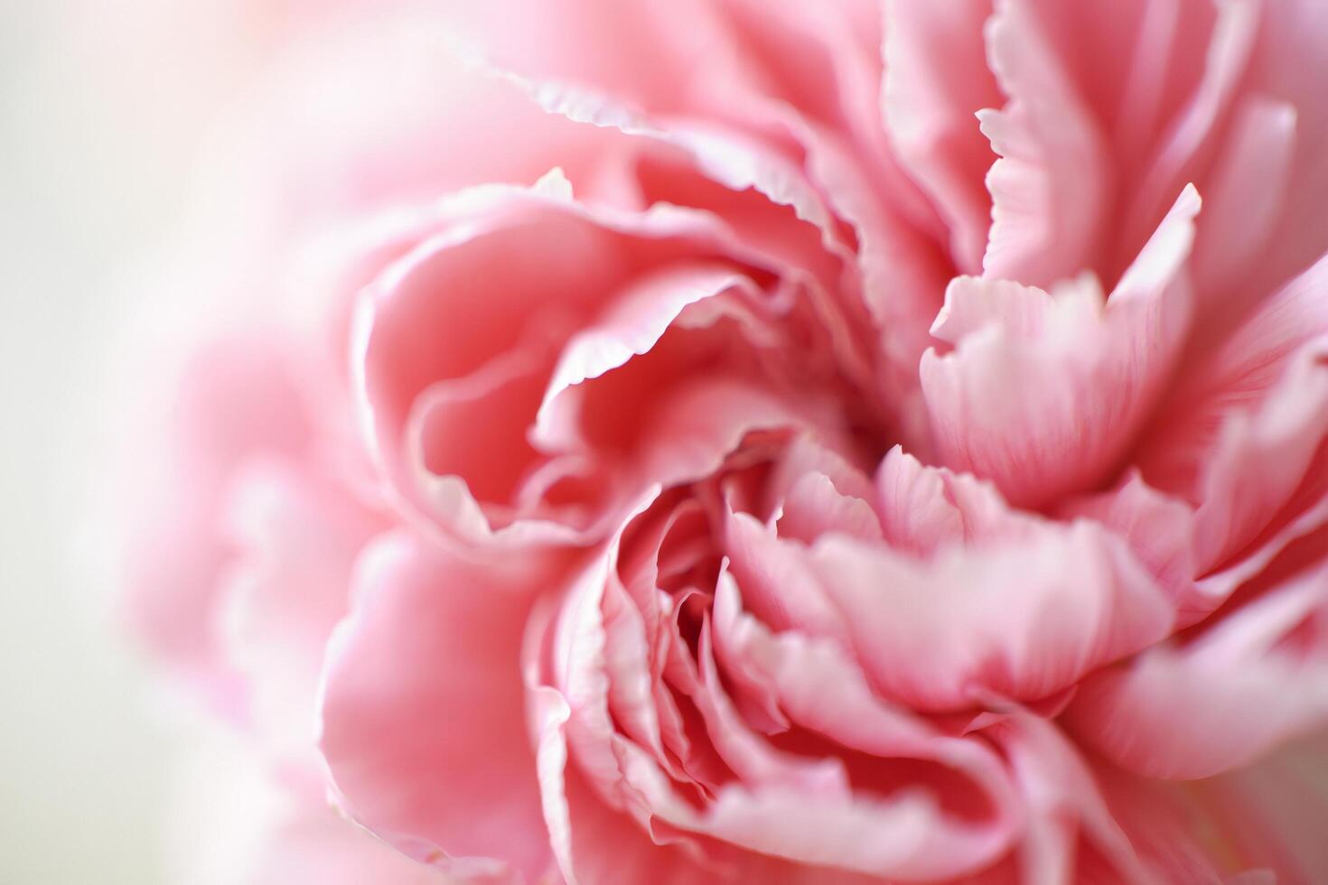 Flowers Background Delicate Pink Carnation Flower Close Up Soft Petals Floral Texture Nature Background photo