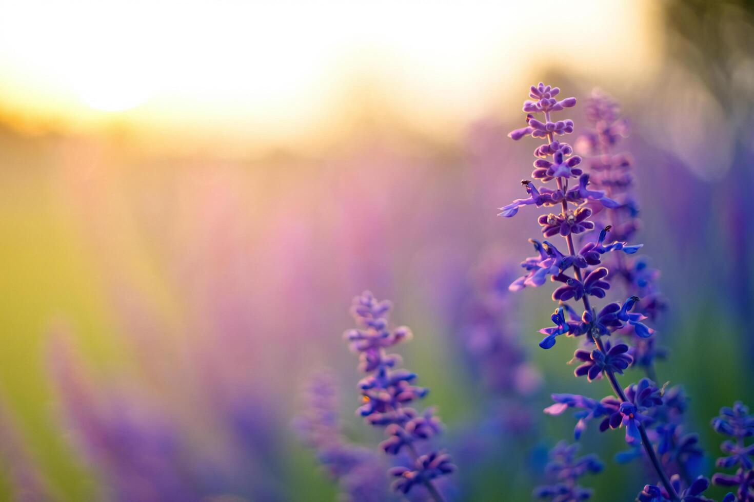 Flowers Background Serene Sunset Lavender Field Soft Focus Purple Flowers at Golden Hour photo